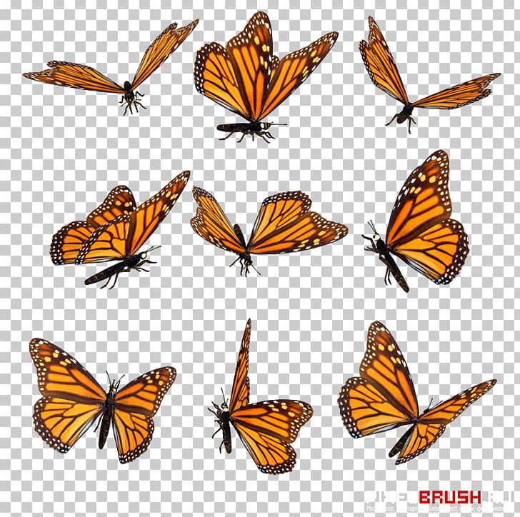 Monarch Butterfly Pieridae Insect PNG, Clipart, Arthropod, Brush Footed Butterfly, Insects, Moth, Organism Free PNG Download