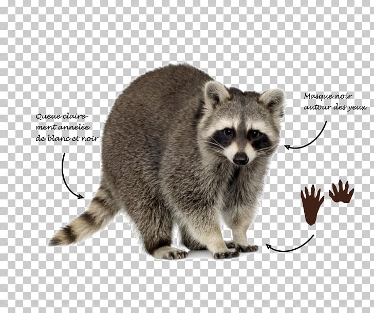 Raccoon Trapping Squirrel Dog Skunk PNG, Clipart, Canine Distemper, Carnivoran, Dog, Fauna, Fur Free PNG Download