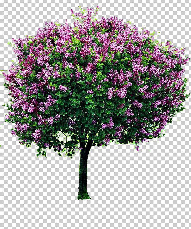 Shrub Lilac Tree Pruning Garden PNG, Clipart, Bougainvillea, Box, Branch, Burning Bush, Cut Flowers Free PNG Download