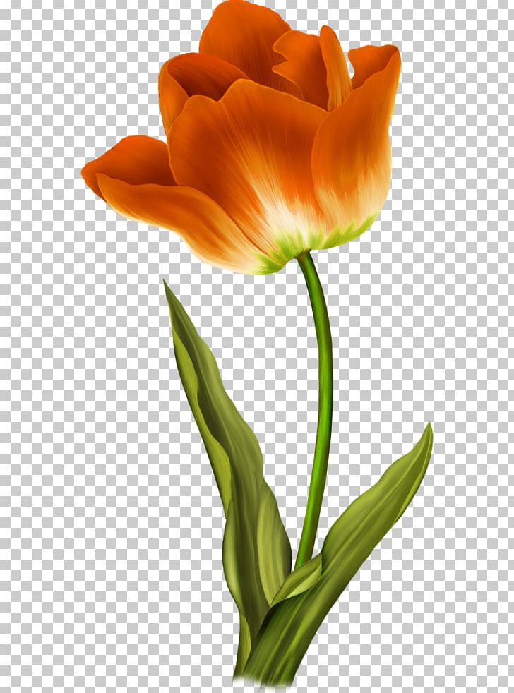 Flower Wild Tulip Painting PNG, Clipart, Art, Botany, Cut Flowers, Flower, Flowering Plant Free PNG Download