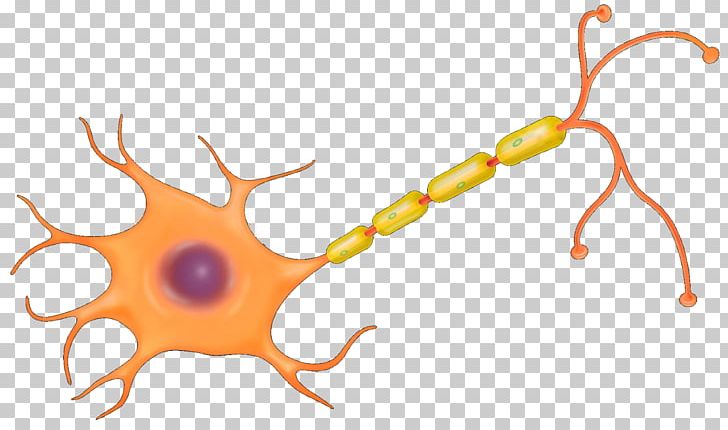 The Neuron Nerve Cell Nervous System PNG, Clipart, Axon, Brain, Cell, Connective Tissue, Diagram Free PNG Download