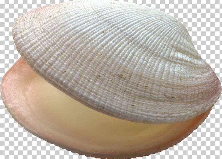 Seashell Conch Bivalvia Ocean PNG, Clipart, Bivalvia, Clam, Clams Oysters Mussels And Scallops, Cockle, Conch Free PNG Download