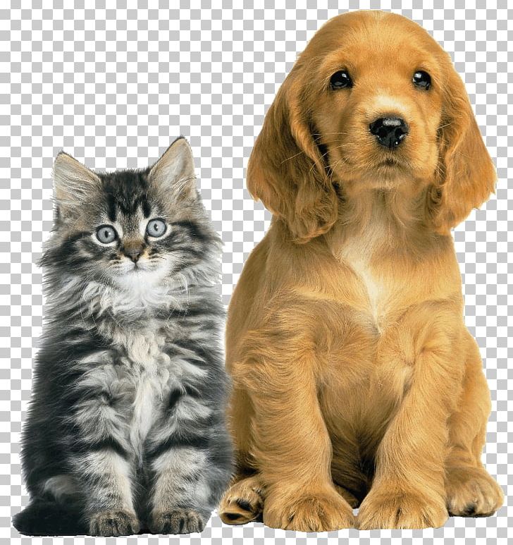 Dog Cat Pet Animal Shelter Veterinarian PNG, Clipart, Animal, Animal Control And Welfare Service, Animal Loss, Animal Rescue Group, Animals Free PNG Download