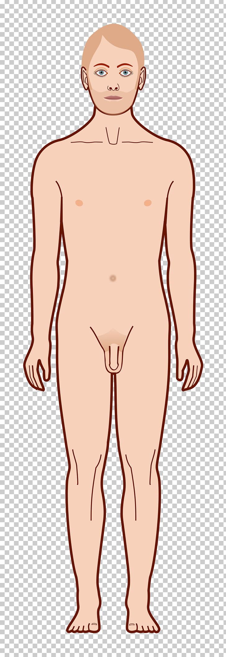 Homo Sapiens Diagram Vitruvian Man PNG, Clipart, Abdomen, Arm, Boy, Cartoon, Face Free PNG Download