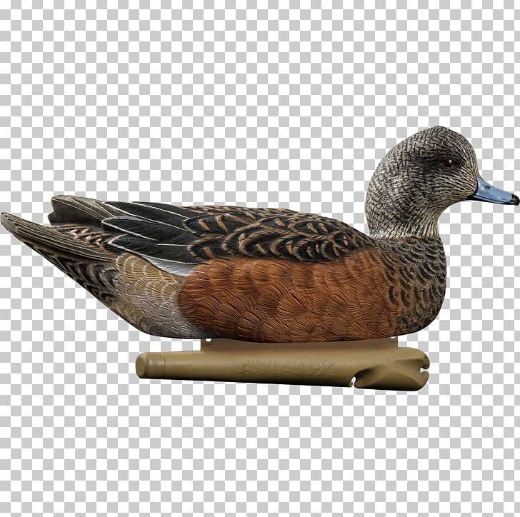 Mallard Duck Decoy Duck Decoy Gadwall PNG, Clipart, American Black Duck, American Wigeon, Animals, Anseriformes, Beak Free PNG Download