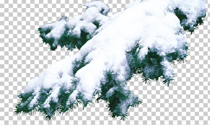 Spruce Fir Christmas Pine PNG, Clipart, Branch, Christmas, Christmas Tree, Cloud, Conifer Free PNG Download