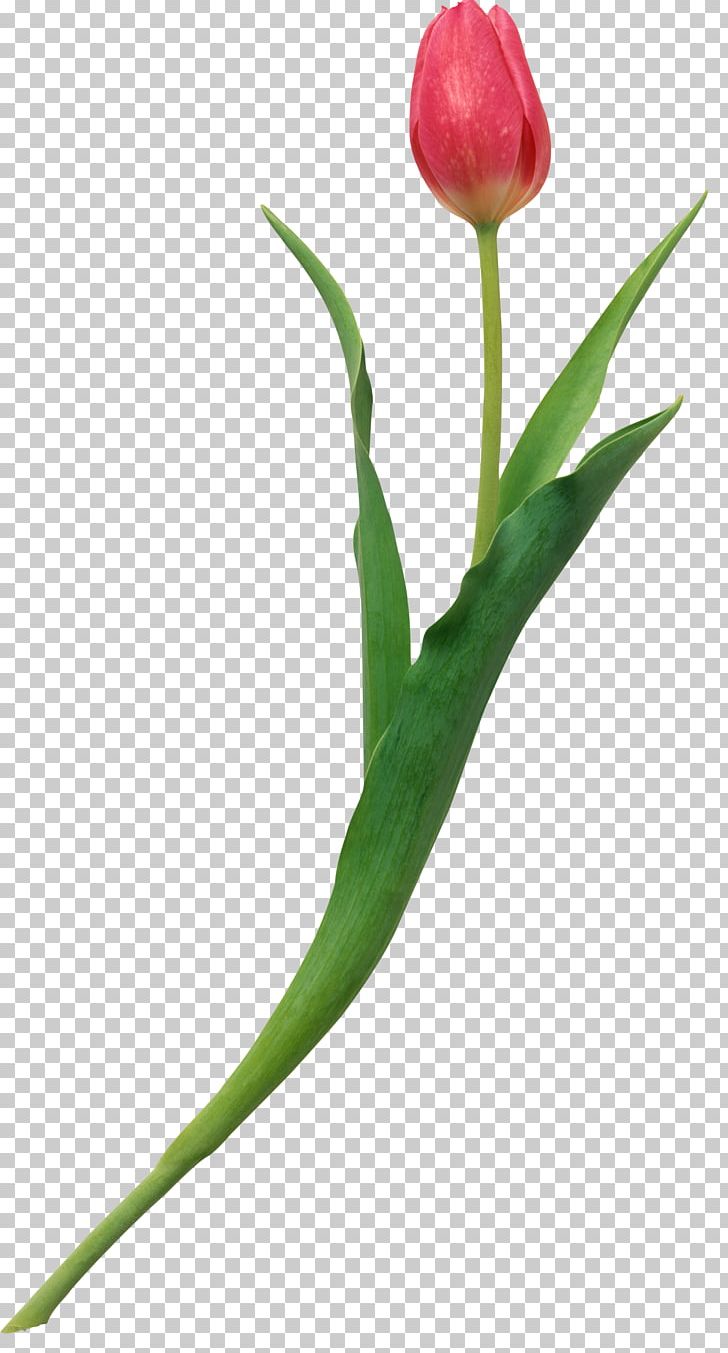 Tulip The Heart's Wisdom: A Practical Guide To Growing Through Love Cut Flowers Plant Stem Bud PNG, Clipart, Cut Flowers, Guide, Heart, Love, Plant Stem Free PNG Download