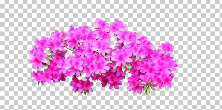 Azalea Plant Shrub Tree PNG, Clipart, Annual Plant, Azalea, Bright Pink, Cut Flowers, Deviantart Free PNG Download