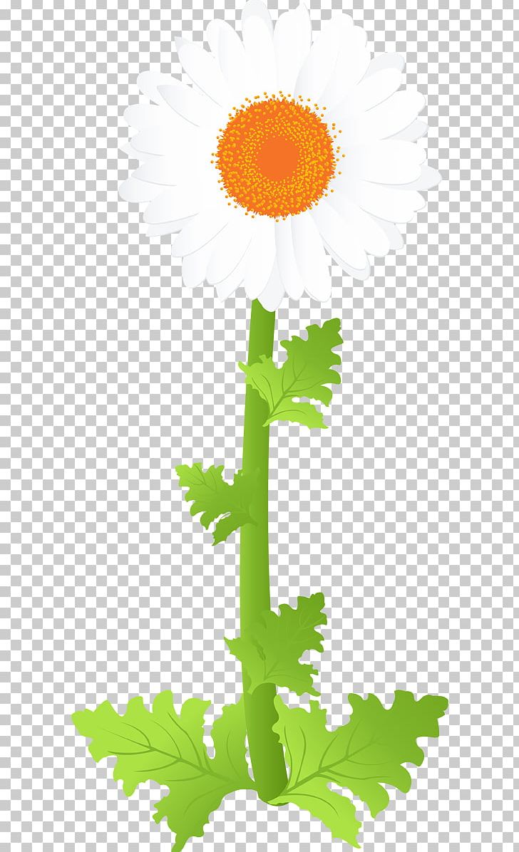 Chrysanthemum White PNG, Clipart, Architecture, Bud, Camomile, Chrysanthemum, Computer Icons Free PNG Download