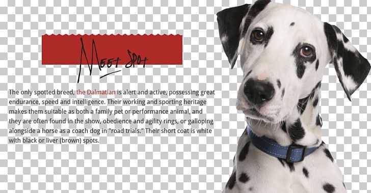 Dalmatian Dog Puppy Pit Bull Dachshund Cat PNG, Clipart, Animal, Animals, Bark, Carnivoran, Cat Free PNG Download