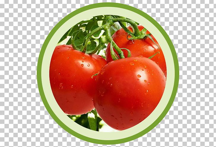 Tomato Vegetable Cultivar Crop Yield Auglis PNG, Clipart, Auglis, Berry, Bush Tomato, Crop Yield, Cultivar Free PNG Download