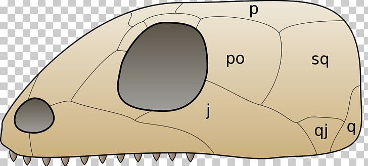 Turtle Anapsid Synapsid Diapsid Skull PNG, Clipart, Amniote, Anapsid, Angle, Area, Bone Free PNG Download