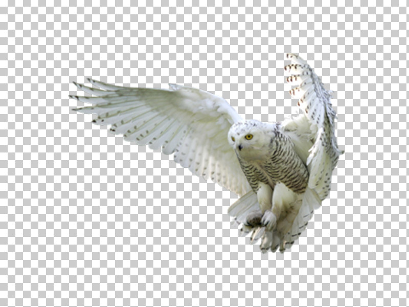 Feather PNG, Clipart, Animal Figure, Beak, Bird, Bird Of Prey, Falconiformes Free PNG Download