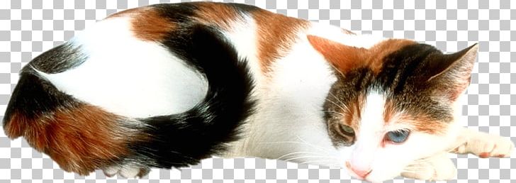 Cat Kitten Magic Square Moonstone PNG, Clipart, Animals, Carnivoran, Cat, Cat Like Mammal, Ear Free PNG Download