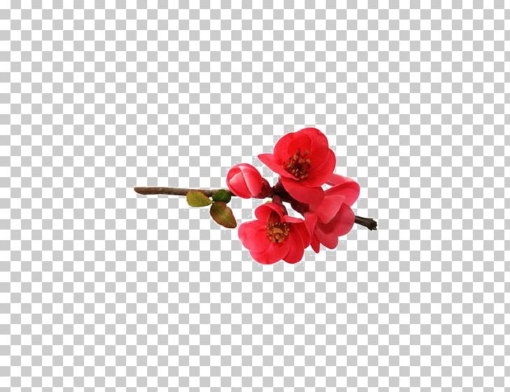 Flower PNG, Clipart, Art, Artificial Flower, Blossom, Bones, Decorated Free PNG Download