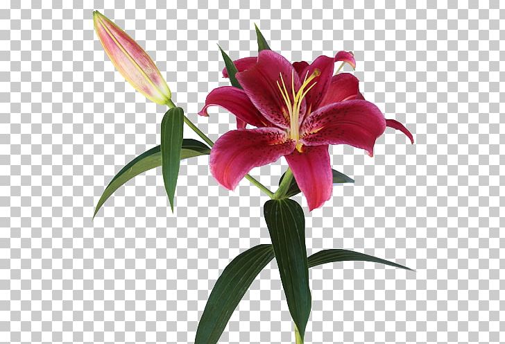 Lilium Arum-lily Pink Flowers Lily 'Stargazer' PNG, Clipart,  Free PNG Download