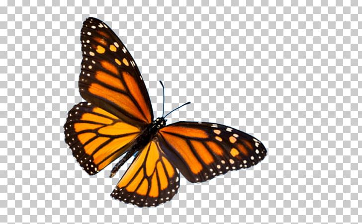Monarch Butterfly Biosphere Reserve Insect Desktop PNG, Clipart, Animal, Animal Migration, Arthropod, Brush Footed Butterfly, Butterflies And Moths Free PNG Download