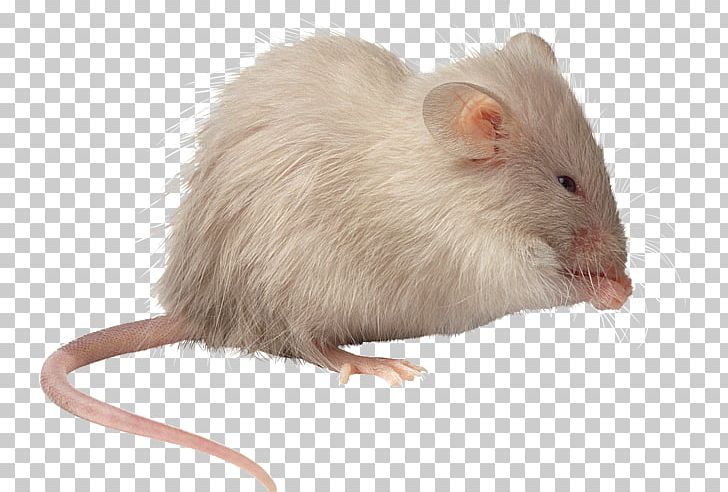 Mouse Brown Rat Pet PNG, Clipart, Animals, Black Rat, Brown Rat, Download, Encapsulated Postscript Free PNG Download