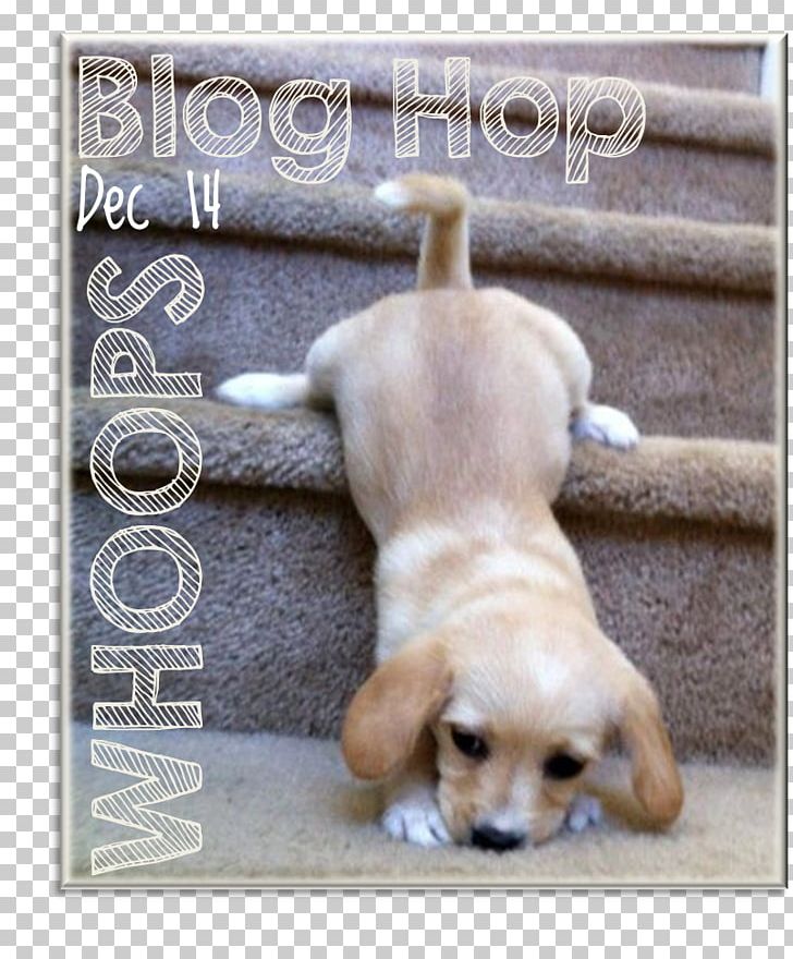 Puppy Labrador Retriever Dachshund Siberian Husky Cuteness PNG, Clipart, Animal, Animals, Beagle, Carnivoran, Companion Dog Free PNG Download