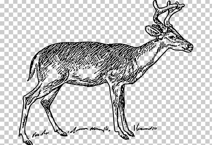 White-tailed Deer Moose Reindeer PNG, Clipart, Animals, Antelope, Antler, Black And White, Blacktailed Deer Free PNG Download
