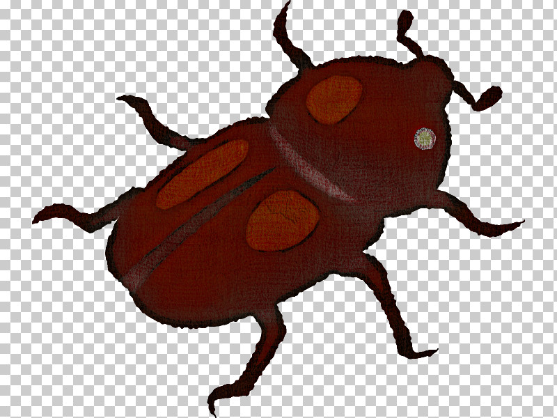 Insect Beetle Japanese Rhinoceros Beetle Scarabs Weevil PNG, Clipart, Beetle, Blister Beetles, Darkling Beetles, Elephant Beetle, Ground Beetle Free PNG Download