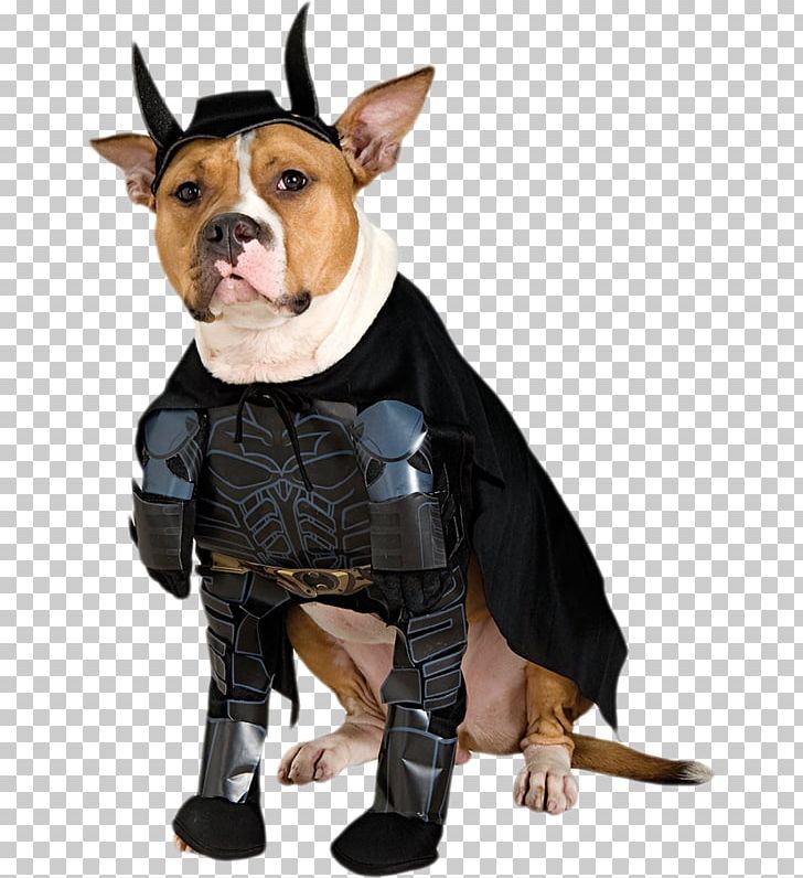 Dachshund Batman Ace The Bat-Hound Costume Pet PNG, Clipart, Ace The Bathound, Animals, Batman, Carnivoran, Clothing Free PNG Download