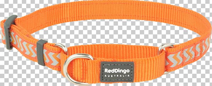 Dog Collar Dingo Martingale PNG, Clipart, Buckle, Clothing Accessories, Collar, Dingo, Dog Free PNG Download