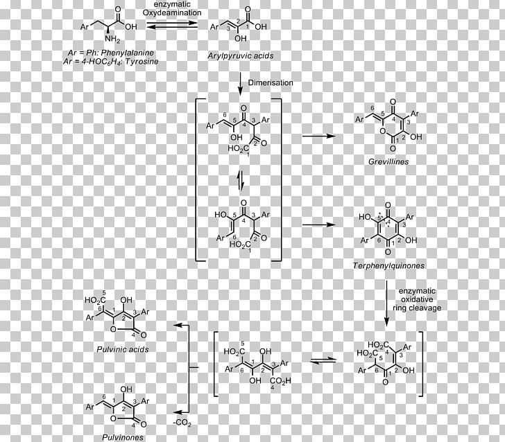 Pulvinone Phenylalanine Aromatic Amino Acid PNG, Clipart, Acid, Amino Acid, Angle, Area, Aromatic Amino Acid Free PNG Download