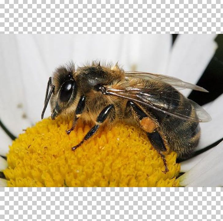 Western Honey Bee Insect Bumblebee Bee Pollen PNG, Clipart, Arthropod, Bee, Bee Pollen, Bumblebee, Food Free PNG Download