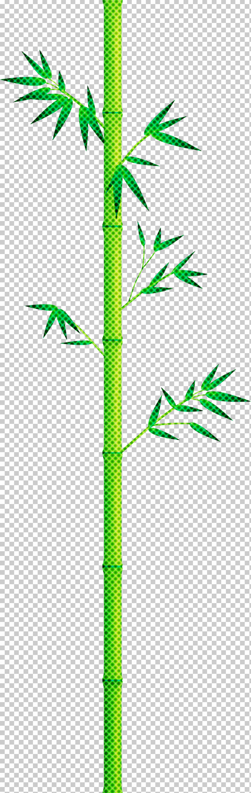 Bamboo Leaf PNG, Clipart, Bamboo, Flower, Hemp Family, Leaf, Pedicel Free PNG Download
