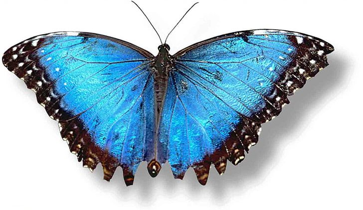 Butterfly PNG, Clipart, Arthropod, Blue, Blue Butterfly, Brush Footed Butterfly, Butterfly Free PNG Download