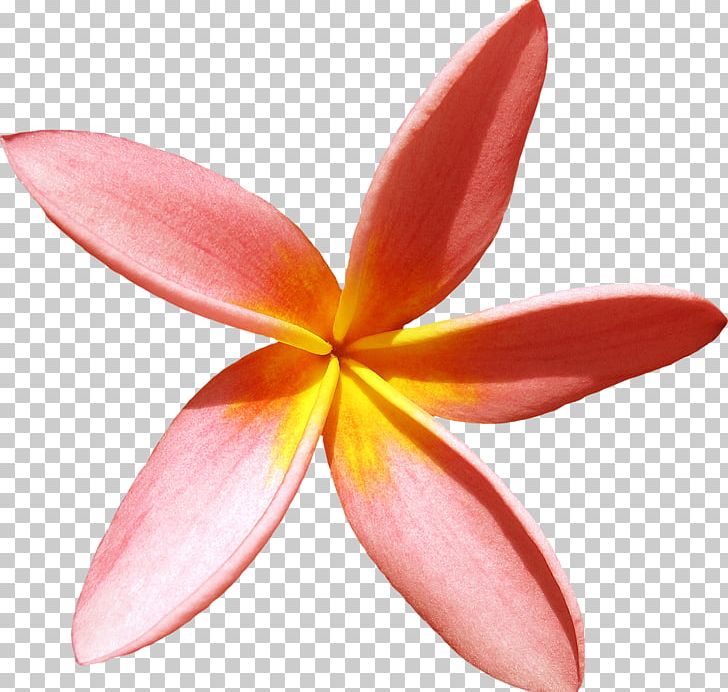 Flower PNG, Clipart, Download, Editing, Flower, Frangipani, Gerbera Free PNG Download