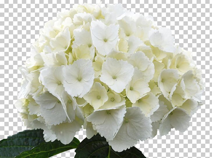 French Hydrangea Hydrangea Arborescens White Flower Green PNG, Clipart, Arumlily, Blue, Color, Cornales, Cut Flowers Free PNG Download