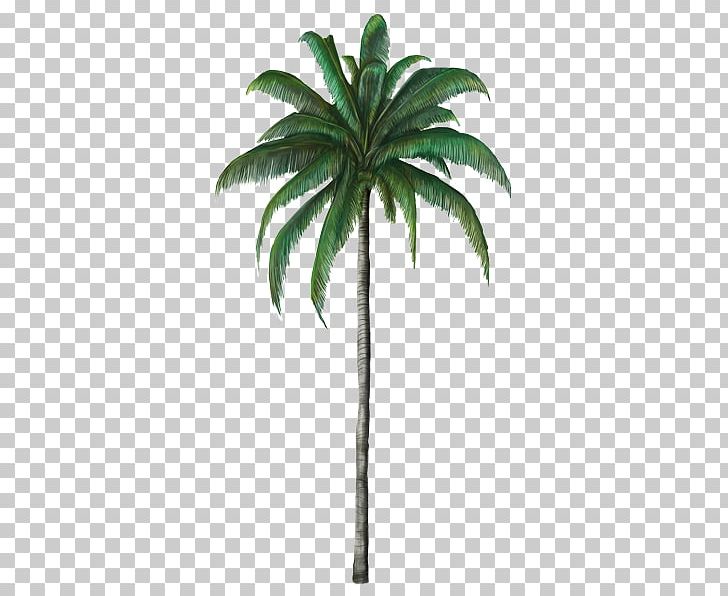 Ceroxylon Quindiuense Cordillera Central Arecaceae Coconut Chocó Department PNG, Clipart, Arecaceae, Arecales, Ceroxylon, Ceroxylon Quindiuense, Choco Department Free PNG Download