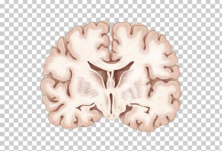 Coronal Plane Human Brain Neuroanatomy PNG, Clipart, Anatomy, Brain, Brains, Care, Cerebral Cortex Free PNG Download