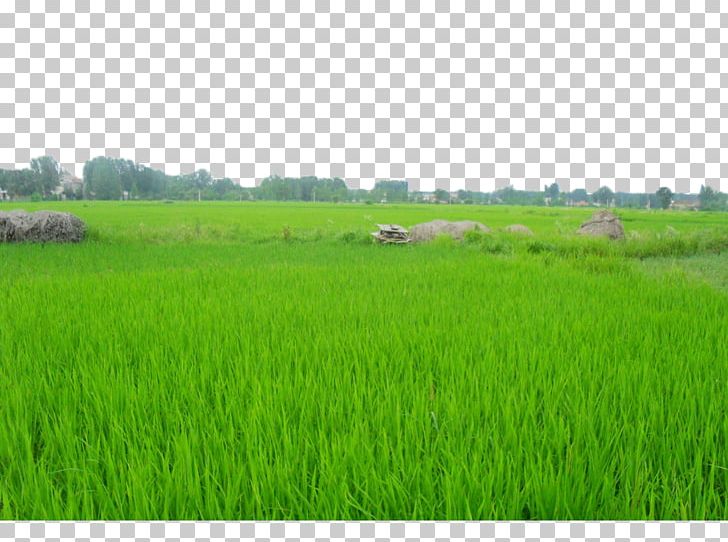 Daotian PNG, Clipart, Agriculture, Background Green, Crop, Download, Farm Free PNG Download