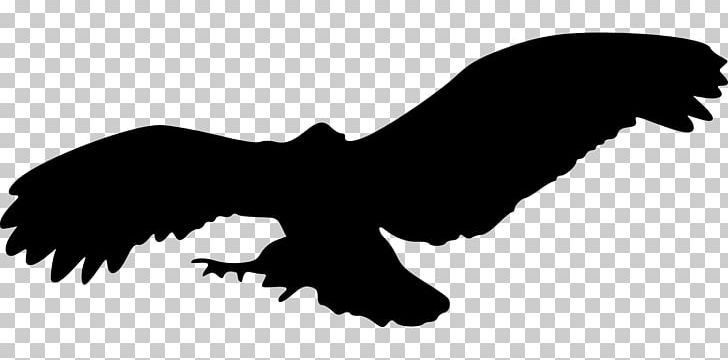 Eagle Silhouette PNG, Clipart, Accipitriformes, Animals, Bald Eagle, Beak, Bird Free PNG Download