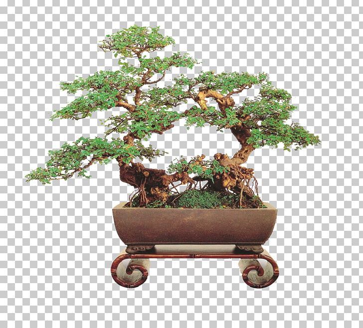 Health Care Chinese Sweet Plum ECON MEDICARE CENTRE & NURSING HOME Health Professional PNG, Clipart, Bonsai, Bonsai Tree, Com, Flowerpot, Health Care Free PNG Download