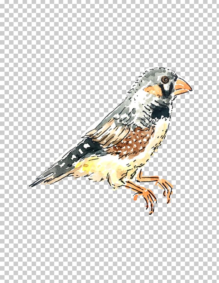 House Sparrow Finch Bird American Sparrows PNG, Clipart, American Sparrows, Animal, Animals, Beak, Behind The Scenes Free PNG Download