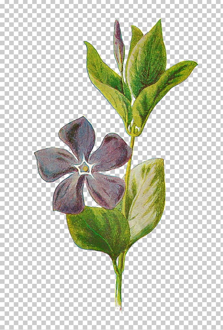 Vinca Minor Vinca Major Botany Botanical Illustration PNG, Clipart, Botanical Illustration, Botany, Branch, Catharanthus Roseus, Color Free PNG Download