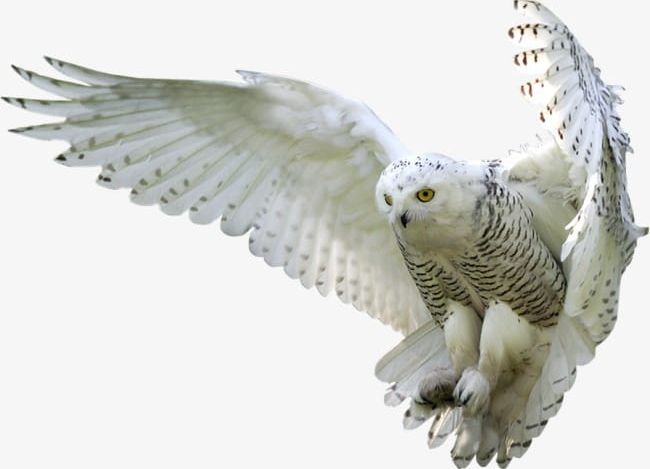 White Owl Png Clipart Animals Bird Nocturnal Nocturnal