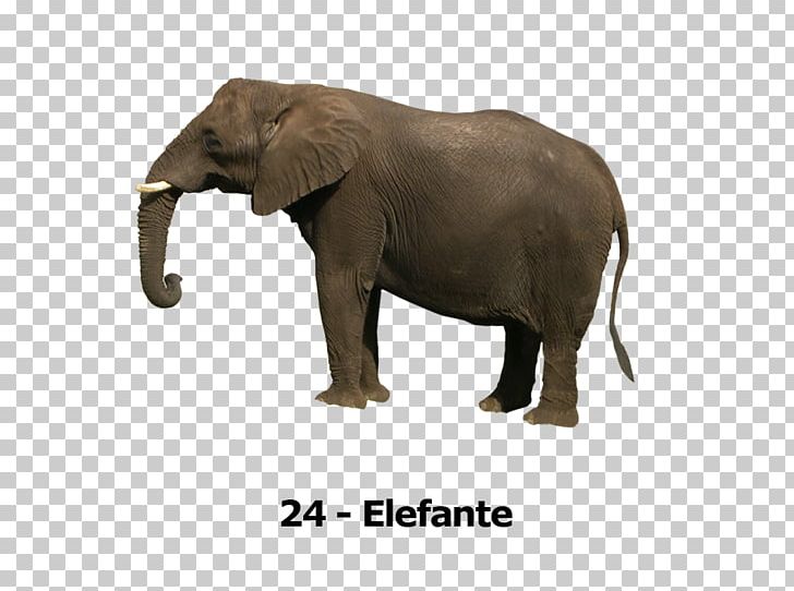 Asian Elephant Portable Network Graphics Elephants PNG, Clipart, African Bush Elephant, African Elephant, Animals, Asian Elephant, Baby Elephant Free PNG Download