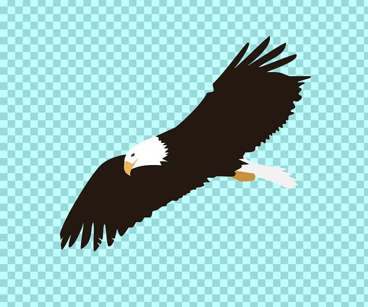 Bald Eagle Bird Of Prey PNG, Clipart, Accipitriformes, Bald Eagle, Beak, Bird, Bird Of Prey Free PNG Download