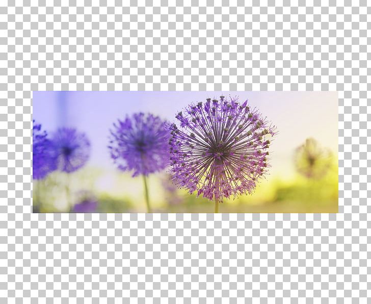 JA Zu Mir.Trauma Und Seelisches Wachstum. Germany Giant Allium Stock Photography PNG, Clipart, Allium, Bulb, Concept, Flower, Flowering Plant Free PNG Download