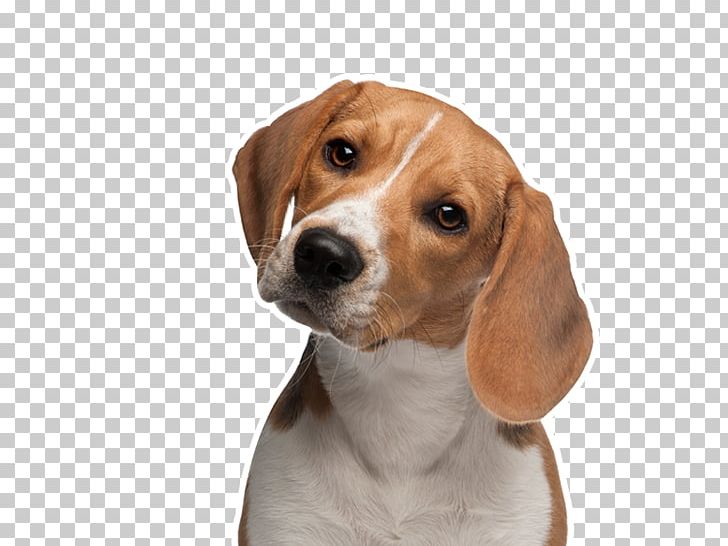 Beagle Chihuahua Puppy Animal Testing PNG, Clipart, American Foxhound, Animal, Animal Rights, Animals, Animal Welfare Free PNG Download