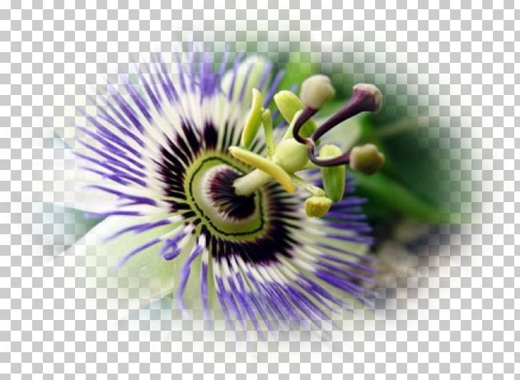 Purple Passionflower Granadilla Passion Fruit Close-up PNG, Clipart, Closeup, Closeup, Flower, Flowering Plant, Fruit Free PNG Download