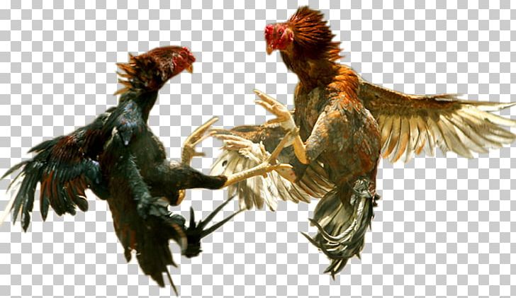 Asil Chicken Phoenix Chicken Cockfight Rooster Combat PNG, Clipart, Animal, Asil Chicken, Ayam Noodles, Beak, Bird Free PNG Download
