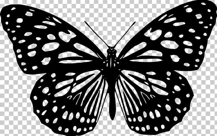 Butterfly Animation Color PNG, Clipart, Animation, Arthropod, Birdwing, Black And White, Brush Footed Butterfly Free PNG Download