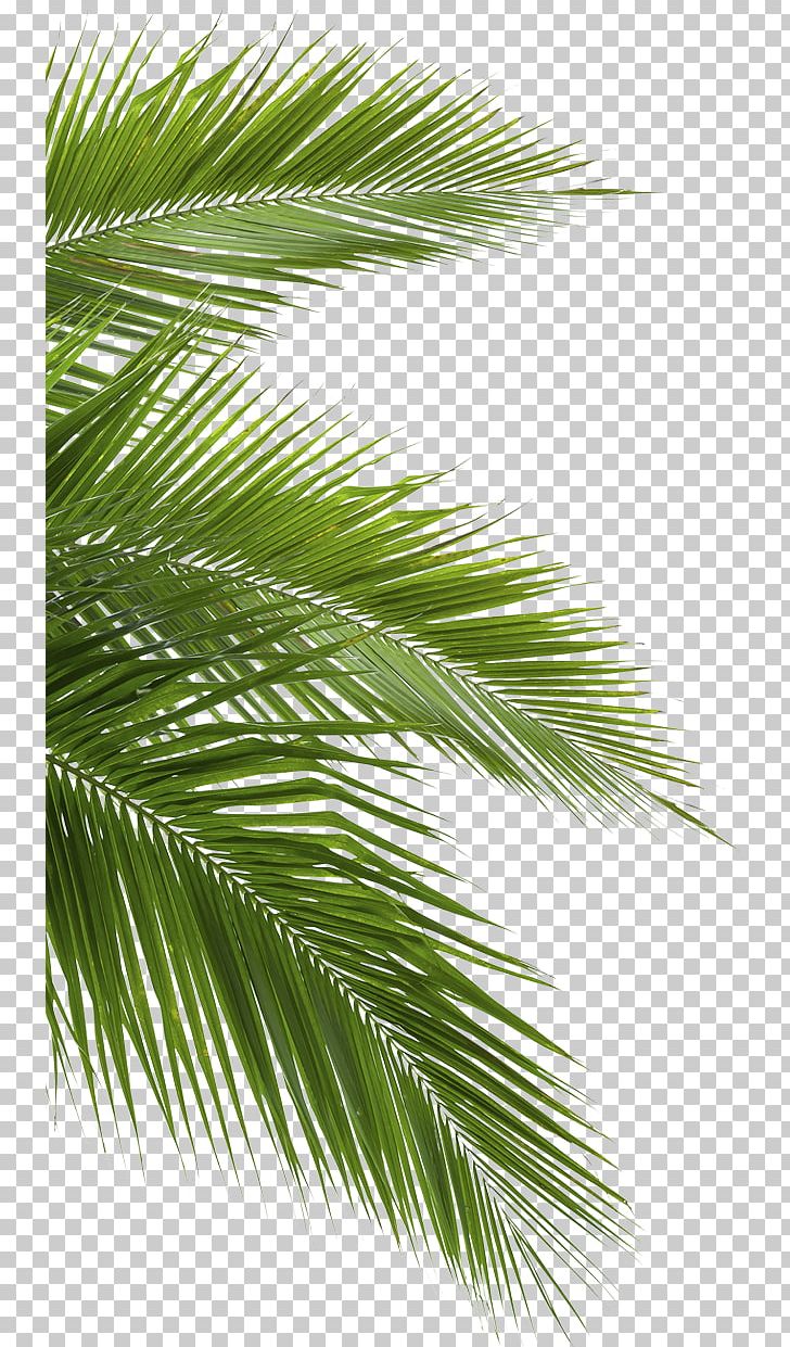 Coconut Arecaceae Leaf White PNG, Clipart, Arecaceae, Arecales, Blue, Borassus Flabellifer, Branch Free PNG Download