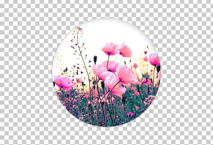 IPhone 4 PopSockets Car Phone Mobile Phone Accessories Smartphone PNG, Clipart, Car Phone, Cut Flowers, Floral Design, Floristry, Flower Free PNG Download